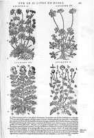 An illustration from Commentaires de M. Pierre Andre Matthiole medecin senois sur les six livres de Ped. Dioscoride Anazarbeen de la matiere medicale, Reveuz et augmentés en plus de mille lieux par l’autheur mesme, et enrichis pour la troisiéme fois, d’un grand nombre de pourtraits, de plantes et animaux tirés au vif, plus qu’aux precedentes editions. Avec certaines tables medecinales, tant des qualités et vertus des simples medicamens, que des remedes pour toutes maladies, qui peuvent avenir au corps humain, comme aussi les sentences, mots, et matieres traictees esdicts Commentaires : Davantage y a sur la fin, divers pourtraits de fourneaux et alembics, pour distiller et tirer les eaux de toutes plantes, avec le moyen de les conserver en leur naïves odeurs. Mis en François sur la derniere edition Latine de l’Autheur, par M. Jean des Moulins Docteur en Medecine (1572)