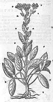 An illustration from Commentaires de M. Pierre Andre Matthiole medecin senois sur les six livres de Ped. Dioscoride Anazarbeen de la matiere medicale, Reveuz et augmentés en plus de mille lieux par l’autheur mesme, et enrichis pour la troisiéme fois, d’un grand nombre de pourtraits, de plantes et animaux tirés au vif, plus qu’aux precedentes editions. Avec certaines tables medecinales, tant des qualités et vertus des simples medicamens, que des remedes pour toutes maladies, qui peuvent avenir au corps humain, comme aussi les sentences, mots, et matieres traictees esdicts Commentaires : Davantage y a sur la fin, divers pourtraits de fourneaux et alembics, pour distiller et tirer les eaux de toutes plantes, avec le moyen de les conserver en leur naïves odeurs. Mis en François sur la derniere edition Latine de l’Autheur, par M. Jean des Moulins Docteur en Medecine (1572)