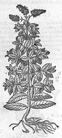 An illustration from Commentaires de M. Pierre Andre Matthiole medecin senois sur les six livres de Ped. Dioscoride Anazarbeen de la matiere medicale, Reveuz et augmentés en plus de mille lieux par l’autheur mesme, et enrichis pour la troisiéme fois, d’un grand nombre de pourtraits, de plantes et animaux tirés au vif, plus qu’aux precedentes editions. Avec certaines tables medecinales, tant des qualités et vertus des simples medicamens, que des remedes pour toutes maladies, qui peuvent avenir au corps humain, comme aussi les sentences, mots, et matieres traictees esdicts Commentaires : Davantage y a sur la fin, divers pourtraits de fourneaux et alembics, pour distiller et tirer les eaux de toutes plantes, avec le moyen de les conserver en leur naïves odeurs. Mis en François sur la derniere edition Latine de l’Autheur, par M. Jean des Moulins Docteur en Medecine (1572)