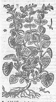 An illustration from Commentaires de M. Pierre Andre Matthiole medecin senois sur les six livres de Ped. Dioscoride Anazarbeen de la matiere medicale, Reveuz et augmentés en plus de mille lieux par l’autheur mesme, et enrichis pour la troisiéme fois, d’un grand nombre de pourtraits, de plantes et animaux tirés au vif, plus qu’aux precedentes editions. Avec certaines tables medecinales, tant des qualités et vertus des simples medicamens, que des remedes pour toutes maladies, qui peuvent avenir au corps humain, comme aussi les sentences, mots, et matieres traictees esdicts Commentaires : Davantage y a sur la fin, divers pourtraits de fourneaux et alembics, pour distiller et tirer les eaux de toutes plantes, avec le moyen de les conserver en leur naïves odeurs. Mis en François sur la derniere edition Latine de l’Autheur, par M. Jean des Moulins Docteur en Medecine (1572)