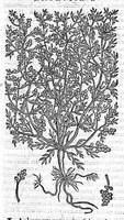 An illustration from Commentaires de M. Pierre Andre Matthiole medecin senois sur les six livres de Ped. Dioscoride Anazarbeen de la matiere medicale, Reveuz et augmentés en plus de mille lieux par l’autheur mesme, et enrichis pour la troisiéme fois, d’un grand nombre de pourtraits, de plantes et animaux tirés au vif, plus qu’aux precedentes editions. Avec certaines tables medecinales, tant des qualités et vertus des simples medicamens, que des remedes pour toutes maladies, qui peuvent avenir au corps humain, comme aussi les sentences, mots, et matieres traictees esdicts Commentaires : Davantage y a sur la fin, divers pourtraits de fourneaux et alembics, pour distiller et tirer les eaux de toutes plantes, avec le moyen de les conserver en leur naïves odeurs. Mis en François sur la derniere edition Latine de l’Autheur, par M. Jean des Moulins Docteur en Medecine (1572)