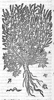 An illustration from Commentaires de M. Pierre Andre Matthiole medecin senois sur les six livres de Ped. Dioscoride Anazarbeen de la matiere medicale, Reveuz et augmentés en plus de mille lieux par l’autheur mesme, et enrichis pour la troisiéme fois, d’un grand nombre de pourtraits, de plantes et animaux tirés au vif, plus qu’aux precedentes editions. Avec certaines tables medecinales, tant des qualités et vertus des simples medicamens, que des remedes pour toutes maladies, qui peuvent avenir au corps humain, comme aussi les sentences, mots, et matieres traictees esdicts Commentaires : Davantage y a sur la fin, divers pourtraits de fourneaux et alembics, pour distiller et tirer les eaux de toutes plantes, avec le moyen de les conserver en leur naïves odeurs. Mis en François sur la derniere edition Latine de l’Autheur, par M. Jean des Moulins Docteur en Medecine (1572)