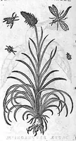 An illustration from Commentaires de M. Pierre Andre Matthiole medecin senois sur les six livres de Ped. Dioscoride Anazarbeen de la matiere medicale, Reveuz et augmentés en plus de mille lieux par l’autheur mesme, et enrichis pour la troisiéme fois, d’un grand nombre de pourtraits, de plantes et animaux tirés au vif, plus qu’aux precedentes editions. Avec certaines tables medecinales, tant des qualités et vertus des simples medicamens, que des remedes pour toutes maladies, qui peuvent avenir au corps humain, comme aussi les sentences, mots, et matieres traictees esdicts Commentaires : Davantage y a sur la fin, divers pourtraits de fourneaux et alembics, pour distiller et tirer les eaux de toutes plantes, avec le moyen de les conserver en leur naïves odeurs. Mis en François sur la derniere edition Latine de l’Autheur, par M. Jean des Moulins Docteur en Medecine (1572)