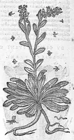 An illustration from Commentaires de M. Pierre Andre Matthiole medecin senois sur les six livres de Ped. Dioscoride Anazarbeen de la matiere medicale, Reveuz et augmentés en plus de mille lieux par l’autheur mesme, et enrichis pour la troisiéme fois, d’un grand nombre de pourtraits, de plantes et animaux tirés au vif, plus qu’aux precedentes editions. Avec certaines tables medecinales, tant des qualités et vertus des simples medicamens, que des remedes pour toutes maladies, qui peuvent avenir au corps humain, comme aussi les sentences, mots, et matieres traictees esdicts Commentaires : Davantage y a sur la fin, divers pourtraits de fourneaux et alembics, pour distiller et tirer les eaux de toutes plantes, avec le moyen de les conserver en leur naïves odeurs. Mis en François sur la derniere edition Latine de l’Autheur, par M. Jean des Moulins Docteur en Medecine (1572)