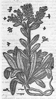 An illustration from Commentaires de M. Pierre Andre Matthiole medecin senois sur les six livres de Ped. Dioscoride Anazarbeen de la matiere medicale, Reveuz et augmentés en plus de mille lieux par l’autheur mesme, et enrichis pour la troisiéme fois, d’un grand nombre de pourtraits, de plantes et animaux tirés au vif, plus qu’aux precedentes editions. Avec certaines tables medecinales, tant des qualités et vertus des simples medicamens, que des remedes pour toutes maladies, qui peuvent avenir au corps humain, comme aussi les sentences, mots, et matieres traictees esdicts Commentaires : Davantage y a sur la fin, divers pourtraits de fourneaux et alembics, pour distiller et tirer les eaux de toutes plantes, avec le moyen de les conserver en leur naïves odeurs. Mis en François sur la derniere edition Latine de l’Autheur, par M. Jean des Moulins Docteur en Medecine (1572)