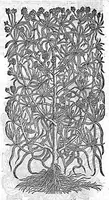 An illustration from Commentaires de M. Pierre Andre Matthiole medecin senois sur les six livres de Ped. Dioscoride Anazarbeen de la matiere medicale, Reveuz et augmentés en plus de mille lieux par l’autheur mesme, et enrichis pour la troisiéme fois, d’un grand nombre de pourtraits, de plantes et animaux tirés au vif, plus qu’aux precedentes editions. Avec certaines tables medecinales, tant des qualités et vertus des simples medicamens, que des remedes pour toutes maladies, qui peuvent avenir au corps humain, comme aussi les sentences, mots, et matieres traictees esdicts Commentaires : Davantage y a sur la fin, divers pourtraits de fourneaux et alembics, pour distiller et tirer les eaux de toutes plantes, avec le moyen de les conserver en leur naïves odeurs. Mis en François sur la derniere edition Latine de l’Autheur, par M. Jean des Moulins Docteur en Medecine (1572)