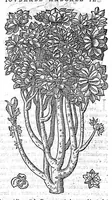 Picture 41 of 49 from Commentaires de M. Pierre Andre Matthiole medecin senois sur les six livres de Ped. Dioscoride Anazarbeen de la matiere medicale, Reveuz et augmentés en plus de mille lieux par l’autheur mesme, et enrichis pour la troisiéme fois, d’un grand nombre de pourtraits, de plantes et animaux tirés au vif, plus qu’aux precedentes editions. Avec certaines tables medecinales, tant des qualités et vertus des simples medicamens, que des remedes pour toutes maladies, qui peuvent avenir au corps humain, comme aussi les sentences, mots, et matieres traictees esdicts Commentaires : Davantage y a sur la fin, divers pourtraits de fourneaux et alembics, pour distiller et tirer les eaux de toutes plantes, avec le moyen de les conserver en leur naïves odeurs. Mis en François sur la derniere edition Latine de l’Autheur, par M. Jean des Moulins Docteur en Medecine (1572), leaf 733