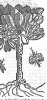 Picture 42 of 49 from Commentaires de M. Pierre Andre Matthiole medecin senois sur les six livres de Ped. Dioscoride Anazarbeen de la matiere medicale, Reveuz et augmentés en plus de mille lieux par l’autheur mesme, et enrichis pour la troisiéme fois, d’un grand nombre de pourtraits, de plantes et animaux tirés au vif, plus qu’aux precedentes editions. Avec certaines tables medecinales, tant des qualités et vertus des simples medicamens, que des remedes pour toutes maladies, qui peuvent avenir au corps humain, comme aussi les sentences, mots, et matieres traictees esdicts Commentaires : Davantage y a sur la fin, divers pourtraits de fourneaux et alembics, pour distiller et tirer les eaux de toutes plantes, avec le moyen de les conserver en leur naïves odeurs. Mis en François sur la derniere edition Latine de l’Autheur, par M. Jean des Moulins Docteur en Medecine (1572), leaf 733