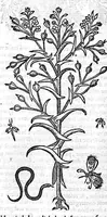 An illustration from Commentaires de M. Pierre Andre Matthiole medecin senois sur les six livres de Ped. Dioscoride Anazarbeen de la matiere medicale, Reveuz et augmentés en plus de mille lieux par l’autheur mesme, et enrichis pour la troisiéme fois, d’un grand nombre de pourtraits, de plantes et animaux tirés au vif, plus qu’aux precedentes editions. Avec certaines tables medecinales, tant des qualités et vertus des simples medicamens, que des remedes pour toutes maladies, qui peuvent avenir au corps humain, comme aussi les sentences, mots, et matieres traictees esdicts Commentaires : Davantage y a sur la fin, divers pourtraits de fourneaux et alembics, pour distiller et tirer les eaux de toutes plantes, avec le moyen de les conserver en leur naïves odeurs. Mis en François sur la derniere edition Latine de l’Autheur, par M. Jean des Moulins Docteur en Medecine (1572)