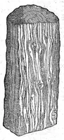Picture 3 of 61 from Petri Andreae Matthioli,... Opera quae extant omnia, hoc est Commentarii in VI libros Pedacii Dioscoridis Anazarbei de medica materia, adjectis in margine variis graeci textus lectionibus... qui Dioscoridis depravatam lectionem restituunt, nunc a Casparo Bacchino,... post diversarum editionum collationem infinitis locis aucti, synonymiis quoque plantarum et notis illustrati ; adjectis plantarum iconibus... de ratione distillandi aquas ex omnibus plantis... Item, apologia in Amatum Lusitanum, cum censura in ejusdem enarrationes [necnon praefatione Francisci Parthini Roboretani]. Epistolarum medicinalium libri quinque ; Dialogus de morbo gallico... (1598), leaf 183