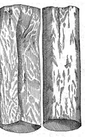 Picture 4 of 61 from Petri Andreae Matthioli,... Opera quae extant omnia, hoc est Commentarii in VI libros Pedacii Dioscoridis Anazarbei de medica materia, adjectis in margine variis graeci textus lectionibus... qui Dioscoridis depravatam lectionem restituunt, nunc a Casparo Bacchino,... post diversarum editionum collationem infinitis locis aucti, synonymiis quoque plantarum et notis illustrati ; adjectis plantarum iconibus... de ratione distillandi aquas ex omnibus plantis... Item, apologia in Amatum Lusitanum, cum censura in ejusdem enarrationes [necnon praefatione Francisci Parthini Roboretani]. Epistolarum medicinalium libri quinque ; Dialogus de morbo gallico... (1598), leaf 183