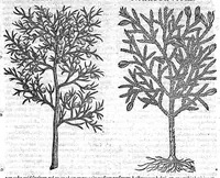 An illustration from Petri Andreae Matthioli,... Opera quae extant omnia, hoc est Commentarii in VI libros Pedacii Dioscoridis Anazarbei de medica materia, adjectis in margine variis graeci textus lectionibus... qui Dioscoridis depravatam lectionem restituunt, nunc a Casparo Bacchino,... post diversarum editionum collationem infinitis locis aucti, synonymiis quoque plantarum et notis illustrati ; adjectis plantarum iconibus... de ratione distillandi aquas ex omnibus plantis... Item, apologia in Amatum Lusitanum, cum censura in ejusdem enarrationes [necnon praefatione Francisci Parthini Roboretani]. Epistolarum medicinalium libri quinque ; Dialogus de morbo gallico... (1598)