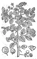 Picture 7 of 61 from Petri Andreae Matthioli,... Opera quae extant omnia, hoc est Commentarii in VI libros Pedacii Dioscoridis Anazarbei de medica materia, adjectis in margine variis graeci textus lectionibus... qui Dioscoridis depravatam lectionem restituunt, nunc a Casparo Bacchino,... post diversarum editionum collationem infinitis locis aucti, synonymiis quoque plantarum et notis illustrati ; adjectis plantarum iconibus... de ratione distillandi aquas ex omnibus plantis... Item, apologia in Amatum Lusitanum, cum censura in ejusdem enarrationes [necnon praefatione Francisci Parthini Roboretani]. Epistolarum medicinalium libri quinque ; Dialogus de morbo gallico... (1598), leaf 264