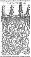 Picture 8 of 61 from Petri Andreae Matthioli,... Opera quae extant omnia, hoc est Commentarii in VI libros Pedacii Dioscoridis Anazarbei de medica materia, adjectis in margine variis graeci textus lectionibus... qui Dioscoridis depravatam lectionem restituunt, nunc a Casparo Bacchino,... post diversarum editionum collationem infinitis locis aucti, synonymiis quoque plantarum et notis illustrati ; adjectis plantarum iconibus... de ratione distillandi aquas ex omnibus plantis... Item, apologia in Amatum Lusitanum, cum censura in ejusdem enarrationes [necnon praefatione Francisci Parthini Roboretani]. Epistolarum medicinalium libri quinque ; Dialogus de morbo gallico... (1598), leaf 283