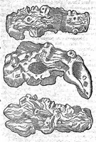 Picture 9 of 61 from Petri Andreae Matthioli,... Opera quae extant omnia, hoc est Commentarii in VI libros Pedacii Dioscoridis Anazarbei de medica materia, adjectis in margine variis graeci textus lectionibus... qui Dioscoridis depravatam lectionem restituunt, nunc a Casparo Bacchino,... post diversarum editionum collationem infinitis locis aucti, synonymiis quoque plantarum et notis illustrati ; adjectis plantarum iconibus... de ratione distillandi aquas ex omnibus plantis... Item, apologia in Amatum Lusitanum, cum censura in ejusdem enarrationes [necnon praefatione Francisci Parthini Roboretani]. Epistolarum medicinalium libri quinque ; Dialogus de morbo gallico... (1598), leaf 283