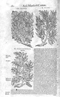 Picture 10 of 61 from Petri Andreae Matthioli,... Opera quae extant omnia, hoc est Commentarii in VI libros Pedacii Dioscoridis Anazarbei de medica materia, adjectis in margine variis graeci textus lectionibus... qui Dioscoridis depravatam lectionem restituunt, nunc a Casparo Bacchino,... post diversarum editionum collationem infinitis locis aucti, synonymiis quoque plantarum et notis illustrati ; adjectis plantarum iconibus... de ratione distillandi aquas ex omnibus plantis... Item, apologia in Amatum Lusitanum, cum censura in ejusdem enarrationes [necnon praefatione Francisci Parthini Roboretani]. Epistolarum medicinalium libri quinque ; Dialogus de morbo gallico... (1598), leaf 300
