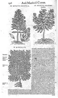 Picture 11 of 61 from Petri Andreae Matthioli,... Opera quae extant omnia, hoc est Commentarii in VI libros Pedacii Dioscoridis Anazarbei de medica materia, adjectis in margine variis graeci textus lectionibus... qui Dioscoridis depravatam lectionem restituunt, nunc a Casparo Bacchino,... post diversarum editionum collationem infinitis locis aucti, synonymiis quoque plantarum et notis illustrati ; adjectis plantarum iconibus... de ratione distillandi aquas ex omnibus plantis... Item, apologia in Amatum Lusitanum, cum censura in ejusdem enarrationes [necnon praefatione Francisci Parthini Roboretani]. Epistolarum medicinalium libri quinque ; Dialogus de morbo gallico... (1598), leaf 316