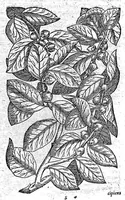 Picture 12 of 61 from Petri Andreae Matthioli,... Opera quae extant omnia, hoc est Commentarii in VI libros Pedacii Dioscoridis Anazarbei de medica materia, adjectis in margine variis graeci textus lectionibus... qui Dioscoridis depravatam lectionem restituunt, nunc a Casparo Bacchino,... post diversarum editionum collationem infinitis locis aucti, synonymiis quoque plantarum et notis illustrati ; adjectis plantarum iconibus... de ratione distillandi aquas ex omnibus plantis... Item, apologia in Amatum Lusitanum, cum censura in ejusdem enarrationes [necnon praefatione Francisci Parthini Roboretani]. Epistolarum medicinalium libri quinque ; Dialogus de morbo gallico... (1598), leaf 331
