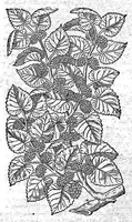 Picture 14 of 61 from Petri Andreae Matthioli,... Opera quae extant omnia, hoc est Commentarii in VI libros Pedacii Dioscoridis Anazarbei de medica materia, adjectis in margine variis graeci textus lectionibus... qui Dioscoridis depravatam lectionem restituunt, nunc a Casparo Bacchino,... post diversarum editionum collationem infinitis locis aucti, synonymiis quoque plantarum et notis illustrati ; adjectis plantarum iconibus... de ratione distillandi aquas ex omnibus plantis... Item, apologia in Amatum Lusitanum, cum censura in ejusdem enarrationes [necnon praefatione Francisci Parthini Roboretani]. Epistolarum medicinalium libri quinque ; Dialogus de morbo gallico... (1598), leaf 350