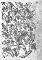 An illustration from Petri Andreae Matthioli,... Opera quae extant omnia, hoc est Commentarii in VI libros Pedacii Dioscoridis Anazarbei de medica materia, adjectis in margine variis graeci textus lectionibus... qui Dioscoridis depravatam lectionem restituunt, nunc a Casparo Bacchino,... post diversarum editionum collationem infinitis locis aucti, synonymiis quoque plantarum et notis illustrati ; adjectis plantarum iconibus... de ratione distillandi aquas ex omnibus plantis... Item, apologia in Amatum Lusitanum, cum censura in ejusdem enarrationes [necnon praefatione Francisci Parthini Roboretani]. Epistolarum medicinalium libri quinque ; Dialogus de morbo gallico... (1598)