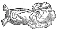 Picture 17 of 61 from Petri Andreae Matthioli,... Opera quae extant omnia, hoc est Commentarii in VI libros Pedacii Dioscoridis Anazarbei de medica materia, adjectis in margine variis graeci textus lectionibus... qui Dioscoridis depravatam lectionem restituunt, nunc a Casparo Bacchino,... post diversarum editionum collationem infinitis locis aucti, synonymiis quoque plantarum et notis illustrati ; adjectis plantarum iconibus... de ratione distillandi aquas ex omnibus plantis... Item, apologia in Amatum Lusitanum, cum censura in ejusdem enarrationes [necnon praefatione Francisci Parthini Roboretani]. Epistolarum medicinalium libri quinque ; Dialogus de morbo gallico... (1598), leaf 382