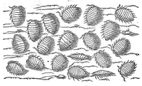 Picture 18 of 61 from Petri Andreae Matthioli,... Opera quae extant omnia, hoc est Commentarii in VI libros Pedacii Dioscoridis Anazarbei de medica materia, adjectis in margine variis graeci textus lectionibus... qui Dioscoridis depravatam lectionem restituunt, nunc a Casparo Bacchino,... post diversarum editionum collationem infinitis locis aucti, synonymiis quoque plantarum et notis illustrati ; adjectis plantarum iconibus... de ratione distillandi aquas ex omnibus plantis... Item, apologia in Amatum Lusitanum, cum censura in ejusdem enarrationes [necnon praefatione Francisci Parthini Roboretani]. Epistolarum medicinalium libri quinque ; Dialogus de morbo gallico... (1598), leaf 397
