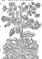An illustration from Petri Andreae Matthioli,... Opera quae extant omnia, hoc est Commentarii in VI libros Pedacii Dioscoridis Anazarbei de medica materia, adjectis in margine variis graeci textus lectionibus... qui Dioscoridis depravatam lectionem restituunt, nunc a Casparo Bacchino,... post diversarum editionum collationem infinitis locis aucti, synonymiis quoque plantarum et notis illustrati ; adjectis plantarum iconibus... de ratione distillandi aquas ex omnibus plantis... Item, apologia in Amatum Lusitanum, cum censura in ejusdem enarrationes [necnon praefatione Francisci Parthini Roboretani]. Epistolarum medicinalium libri quinque ; Dialogus de morbo gallico... (1598)