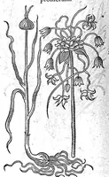 Picture 25 of 61 from Petri Andreae Matthioli,... Opera quae extant omnia, hoc est Commentarii in VI libros Pedacii Dioscoridis Anazarbei de medica materia, adjectis in margine variis graeci textus lectionibus... qui Dioscoridis depravatam lectionem restituunt, nunc a Casparo Bacchino,... post diversarum editionum collationem infinitis locis aucti, synonymiis quoque plantarum et notis illustrati ; adjectis plantarum iconibus... de ratione distillandi aquas ex omnibus plantis... Item, apologia in Amatum Lusitanum, cum censura in ejusdem enarrationes [necnon praefatione Francisci Parthini Roboretani]. Epistolarum medicinalium libri quinque ; Dialogus de morbo gallico... (1598), leaf 538