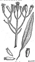 An illustration from Petri Andreae Matthioli,... Opera quae extant omnia, hoc est Commentarii in VI libros Pedacii Dioscoridis Anazarbei de medica materia, adjectis in margine variis graeci textus lectionibus... qui Dioscoridis depravatam lectionem restituunt, nunc a Casparo Bacchino,... post diversarum editionum collationem infinitis locis aucti, synonymiis quoque plantarum et notis illustrati ; adjectis plantarum iconibus... de ratione distillandi aquas ex omnibus plantis... Item, apologia in Amatum Lusitanum, cum censura in ejusdem enarrationes [necnon praefatione Francisci Parthini Roboretani]. Epistolarum medicinalium libri quinque ; Dialogus de morbo gallico... (1598)