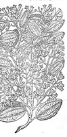 Picture 28 of 61 from Petri Andreae Matthioli,... Opera quae extant omnia, hoc est Commentarii in VI libros Pedacii Dioscoridis Anazarbei de medica materia, adjectis in margine variis graeci textus lectionibus... qui Dioscoridis depravatam lectionem restituunt, nunc a Casparo Bacchino,... post diversarum editionum collationem infinitis locis aucti, synonymiis quoque plantarum et notis illustrati ; adjectis plantarum iconibus... de ratione distillandi aquas ex omnibus plantis... Item, apologia in Amatum Lusitanum, cum censura in ejusdem enarrationes [necnon praefatione Francisci Parthini Roboretani]. Epistolarum medicinalium libri quinque ; Dialogus de morbo gallico... (1598), leaf 555