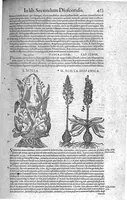 Picture 29 of 61 from Petri Andreae Matthioli,... Opera quae extant omnia, hoc est Commentarii in VI libros Pedacii Dioscoridis Anazarbei de medica materia, adjectis in margine variis graeci textus lectionibus... qui Dioscoridis depravatam lectionem restituunt, nunc a Casparo Bacchino,... post diversarum editionum collationem infinitis locis aucti, synonymiis quoque plantarum et notis illustrati ; adjectis plantarum iconibus... de ratione distillandi aquas ex omnibus plantis... Item, apologia in Amatum Lusitanum, cum censura in ejusdem enarrationes [necnon praefatione Francisci Parthini Roboretani]. Epistolarum medicinalium libri quinque ; Dialogus de morbo gallico... (1598), leaf 573