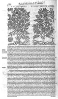 Picture 31 of 61 from Petri Andreae Matthioli,... Opera quae extant omnia, hoc est Commentarii in VI libros Pedacii Dioscoridis Anazarbei de medica materia, adjectis in margine variis graeci textus lectionibus... qui Dioscoridis depravatam lectionem restituunt, nunc a Casparo Bacchino,... post diversarum editionum collationem infinitis locis aucti, synonymiis quoque plantarum et notis illustrati ; adjectis plantarum iconibus... de ratione distillandi aquas ex omnibus plantis... Item, apologia in Amatum Lusitanum, cum censura in ejusdem enarrationes [necnon praefatione Francisci Parthini Roboretani]. Epistolarum medicinalium libri quinque ; Dialogus de morbo gallico... (1598), leaf 606