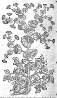 Picture 34 of 61 from Petri Andreae Matthioli,... Opera quae extant omnia, hoc est Commentarii in VI libros Pedacii Dioscoridis Anazarbei de medica materia, adjectis in margine variis graeci textus lectionibus... qui Dioscoridis depravatam lectionem restituunt, nunc a Casparo Bacchino,... post diversarum editionum collationem infinitis locis aucti, synonymiis quoque plantarum et notis illustrati ; adjectis plantarum iconibus... de ratione distillandi aquas ex omnibus plantis... Item, apologia in Amatum Lusitanum, cum censura in ejusdem enarrationes [necnon praefatione Francisci Parthini Roboretani]. Epistolarum medicinalium libri quinque ; Dialogus de morbo gallico... (1598), leaf 686