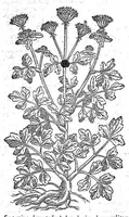 An illustration from Petri Andreae Matthioli,... Opera quae extant omnia, hoc est Commentarii in VI libros Pedacii Dioscoridis Anazarbei de medica materia, adjectis in margine variis graeci textus lectionibus... qui Dioscoridis depravatam lectionem restituunt, nunc a Casparo Bacchino,... post diversarum editionum collationem infinitis locis aucti, synonymiis quoque plantarum et notis illustrati ; adjectis plantarum iconibus... de ratione distillandi aquas ex omnibus plantis... Item, apologia in Amatum Lusitanum, cum censura in ejusdem enarrationes [necnon praefatione Francisci Parthini Roboretani]. Epistolarum medicinalium libri quinque ; Dialogus de morbo gallico... (1598)