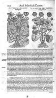 Picture 36 of 61 from Petri Andreae Matthioli,... Opera quae extant omnia, hoc est Commentarii in VI libros Pedacii Dioscoridis Anazarbei de medica materia, adjectis in margine variis graeci textus lectionibus... qui Dioscoridis depravatam lectionem restituunt, nunc a Casparo Bacchino,... post diversarum editionum collationem infinitis locis aucti, synonymiis quoque plantarum et notis illustrati ; adjectis plantarum iconibus... de ratione distillandi aquas ex omnibus plantis... Item, apologia in Amatum Lusitanum, cum censura in ejusdem enarrationes [necnon praefatione Francisci Parthini Roboretani]. Epistolarum medicinalium libri quinque ; Dialogus de morbo gallico... (1598), leaf 736