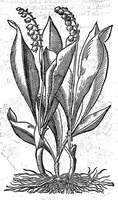 An illustration from Petri Andreae Matthioli,... Opera quae extant omnia, hoc est Commentarii in VI libros Pedacii Dioscoridis Anazarbei de medica materia, adjectis in margine variis graeci textus lectionibus... qui Dioscoridis depravatam lectionem restituunt, nunc a Casparo Bacchino,... post diversarum editionum collationem infinitis locis aucti, synonymiis quoque plantarum et notis illustrati ; adjectis plantarum iconibus... de ratione distillandi aquas ex omnibus plantis... Item, apologia in Amatum Lusitanum, cum censura in ejusdem enarrationes [necnon praefatione Francisci Parthini Roboretani]. Epistolarum medicinalium libri quinque ; Dialogus de morbo gallico... (1598)