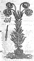 An illustration from Petri Andreae Matthioli,... Opera quae extant omnia, hoc est Commentarii in VI libros Pedacii Dioscoridis Anazarbei de medica materia, adjectis in margine variis graeci textus lectionibus... qui Dioscoridis depravatam lectionem restituunt, nunc a Casparo Bacchino,... post diversarum editionum collationem infinitis locis aucti, synonymiis quoque plantarum et notis illustrati ; adjectis plantarum iconibus... de ratione distillandi aquas ex omnibus plantis... Item, apologia in Amatum Lusitanum, cum censura in ejusdem enarrationes [necnon praefatione Francisci Parthini Roboretani]. Epistolarum medicinalium libri quinque ; Dialogus de morbo gallico... (1598)