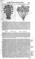 Picture 39 of 61 from Petri Andreae Matthioli,... Opera quae extant omnia, hoc est Commentarii in VI libros Pedacii Dioscoridis Anazarbei de medica materia, adjectis in margine variis graeci textus lectionibus... qui Dioscoridis depravatam lectionem restituunt, nunc a Casparo Bacchino,... post diversarum editionum collationem infinitis locis aucti, synonymiis quoque plantarum et notis illustrati ; adjectis plantarum iconibus... de ratione distillandi aquas ex omnibus plantis... Item, apologia in Amatum Lusitanum, cum censura in ejusdem enarrationes [necnon praefatione Francisci Parthini Roboretani]. Epistolarum medicinalium libri quinque ; Dialogus de morbo gallico... (1598), leaf 765