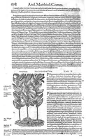 Picture 41 of 61 from Petri Andreae Matthioli,... Opera quae extant omnia, hoc est Commentarii in VI libros Pedacii Dioscoridis Anazarbei de medica materia, adjectis in margine variis graeci textus lectionibus... qui Dioscoridis depravatam lectionem restituunt, nunc a Casparo Bacchino,... post diversarum editionum collationem infinitis locis aucti, synonymiis quoque plantarum et notis illustrati ; adjectis plantarum iconibus... de ratione distillandi aquas ex omnibus plantis... Item, apologia in Amatum Lusitanum, cum censura in ejusdem enarrationes [necnon praefatione Francisci Parthini Roboretani]. Epistolarum medicinalium libri quinque ; Dialogus de morbo gallico... (1598), leaf 798