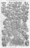 Picture 43 of 61 from Petri Andreae Matthioli,... Opera quae extant omnia, hoc est Commentarii in VI libros Pedacii Dioscoridis Anazarbei de medica materia, adjectis in margine variis graeci textus lectionibus... qui Dioscoridis depravatam lectionem restituunt, nunc a Casparo Bacchino,... post diversarum editionum collationem infinitis locis aucti, synonymiis quoque plantarum et notis illustrati ; adjectis plantarum iconibus... de ratione distillandi aquas ex omnibus plantis... Item, apologia in Amatum Lusitanum, cum censura in ejusdem enarrationes [necnon praefatione Francisci Parthini Roboretani]. Epistolarum medicinalium libri quinque ; Dialogus de morbo gallico... (1598), leaf 832
