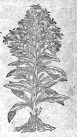 Picture 44 of 61 from Petri Andreae Matthioli,... Opera quae extant omnia, hoc est Commentarii in VI libros Pedacii Dioscoridis Anazarbei de medica materia, adjectis in margine variis graeci textus lectionibus... qui Dioscoridis depravatam lectionem restituunt, nunc a Casparo Bacchino,... post diversarum editionum collationem infinitis locis aucti, synonymiis quoque plantarum et notis illustrati ; adjectis plantarum iconibus... de ratione distillandi aquas ex omnibus plantis... Item, apologia in Amatum Lusitanum, cum censura in ejusdem enarrationes [necnon praefatione Francisci Parthini Roboretani]. Epistolarum medicinalium libri quinque ; Dialogus de morbo gallico... (1598), leaf 832