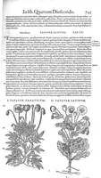 Picture 46 of 61 from Petri Andreae Matthioli,... Opera quae extant omnia, hoc est Commentarii in VI libros Pedacii Dioscoridis Anazarbei de medica materia, adjectis in margine variis graeci textus lectionibus... qui Dioscoridis depravatam lectionem restituunt, nunc a Casparo Bacchino,... post diversarum editionum collationem infinitis locis aucti, synonymiis quoque plantarum et notis illustrati ; adjectis plantarum iconibus... de ratione distillandi aquas ex omnibus plantis... Item, apologia in Amatum Lusitanum, cum censura in ejusdem enarrationes [necnon praefatione Francisci Parthini Roboretani]. Epistolarum medicinalium libri quinque ; Dialogus de morbo gallico... (1598), leaf 865