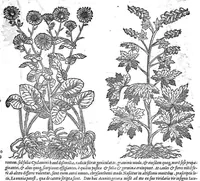 Picture 47 of 61 from Petri Andreae Matthioli,... Opera quae extant omnia, hoc est Commentarii in VI libros Pedacii Dioscoridis Anazarbei de medica materia, adjectis in margine variis graeci textus lectionibus... qui Dioscoridis depravatam lectionem restituunt, nunc a Casparo Bacchino,... post diversarum editionum collationem infinitis locis aucti, synonymiis quoque plantarum et notis illustrati ; adjectis plantarum iconibus... de ratione distillandi aquas ex omnibus plantis... Item, apologia in Amatum Lusitanum, cum censura in ejusdem enarrationes [necnon praefatione Francisci Parthini Roboretani]. Epistolarum medicinalium libri quinque ; Dialogus de morbo gallico... (1598), leaf 883