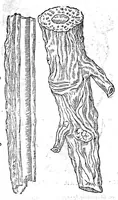 An illustration from Petri Andreae Matthioli,... Opera quae extant omnia, hoc est Commentarii in VI libros Pedacii Dioscoridis Anazarbei de medica materia, adjectis in margine variis graeci textus lectionibus... qui Dioscoridis depravatam lectionem restituunt, nunc a Casparo Bacchino,... post diversarum editionum collationem infinitis locis aucti, synonymiis quoque plantarum et notis illustrati ; adjectis plantarum iconibus... de ratione distillandi aquas ex omnibus plantis... Item, apologia in Amatum Lusitanum, cum censura in ejusdem enarrationes [necnon praefatione Francisci Parthini Roboretani]. Epistolarum medicinalium libri quinque ; Dialogus de morbo gallico... (1598)