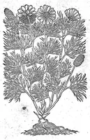 Picture 53 of 61 from Petri Andreae Matthioli,... Opera quae extant omnia, hoc est Commentarii in VI libros Pedacii Dioscoridis Anazarbei de medica materia, adjectis in margine variis graeci textus lectionibus... qui Dioscoridis depravatam lectionem restituunt, nunc a Casparo Bacchino,... post diversarum editionum collationem infinitis locis aucti, synonymiis quoque plantarum et notis illustrati ; adjectis plantarum iconibus... de ratione distillandi aquas ex omnibus plantis... Item, apologia in Amatum Lusitanum, cum censura in ejusdem enarrationes [necnon praefatione Francisci Parthini Roboretani]. Epistolarum medicinalium libri quinque ; Dialogus de morbo gallico... (1598), leaf 966