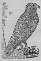 An illustration from L'histoire de la nature des oiseaux, avec leurs descriptions, et naïfs portraicts retirez du naturel, écrite en sept livres (1555)