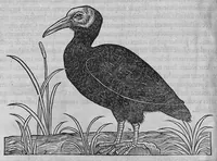 Picture 10 of 39 from L'histoire de la nature des oiseaux, avec leurs descriptions, et naïfs portraicts retirez du naturel, écrite en sept livres (1555), leaf 189