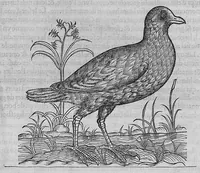 An illustration from L'histoire de la nature des oiseaux, avec leurs descriptions, et naïfs portraicts retirez du naturel, écrite en sept livres (1555)
