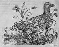 Picture 18 of 39 from L'histoire de la nature des oiseaux, avec leurs descriptions, et naïfs portraicts retirez du naturel, écrite en sept livres (1555), leaf 239
