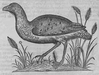 Picture 19 of 39 from L'histoire de la nature des oiseaux, avec leurs descriptions, et naïfs portraicts retirez du naturel, écrite en sept livres (1555), leaf 265